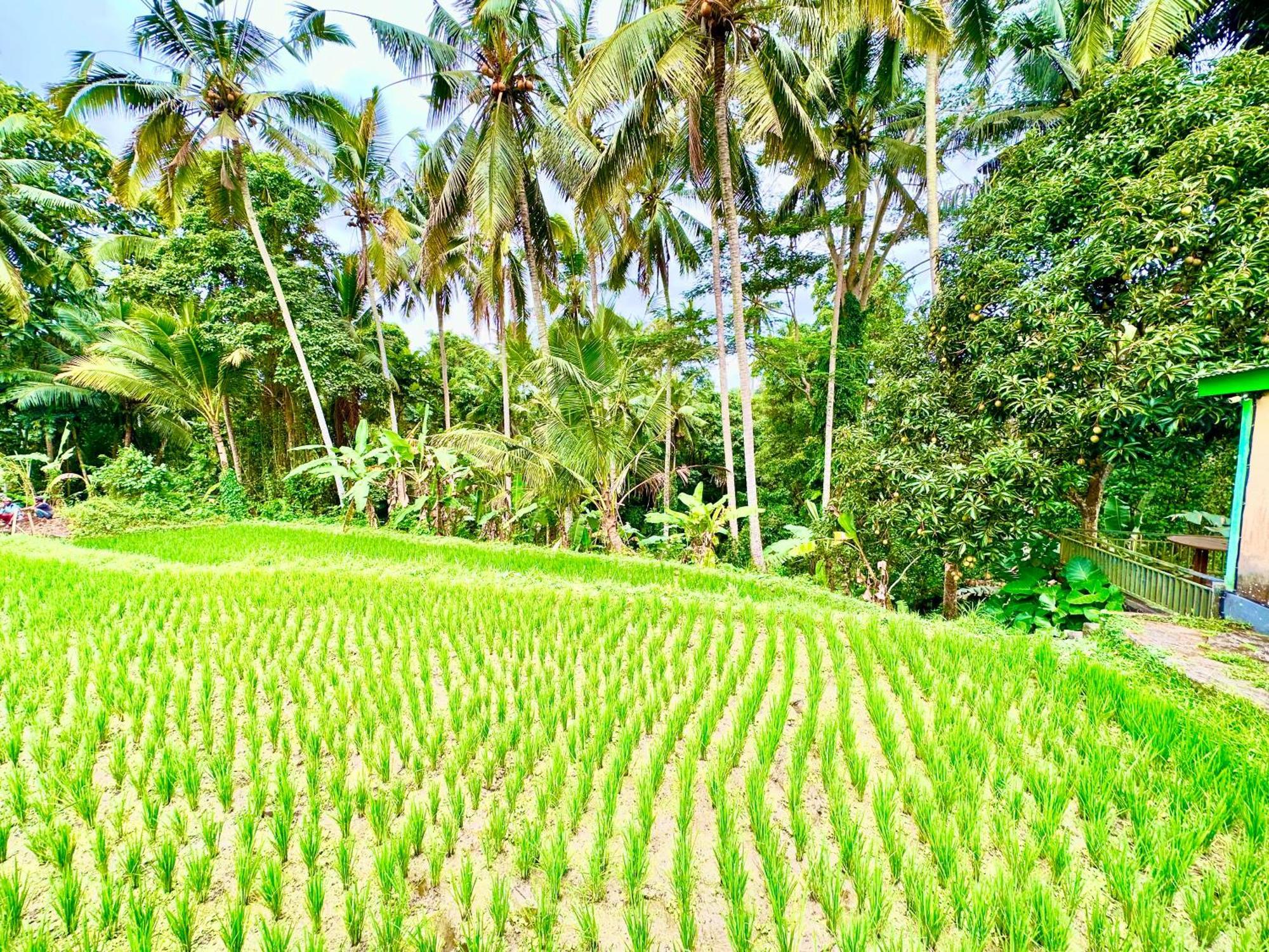 Dupa Ubud מראה חיצוני תמונה