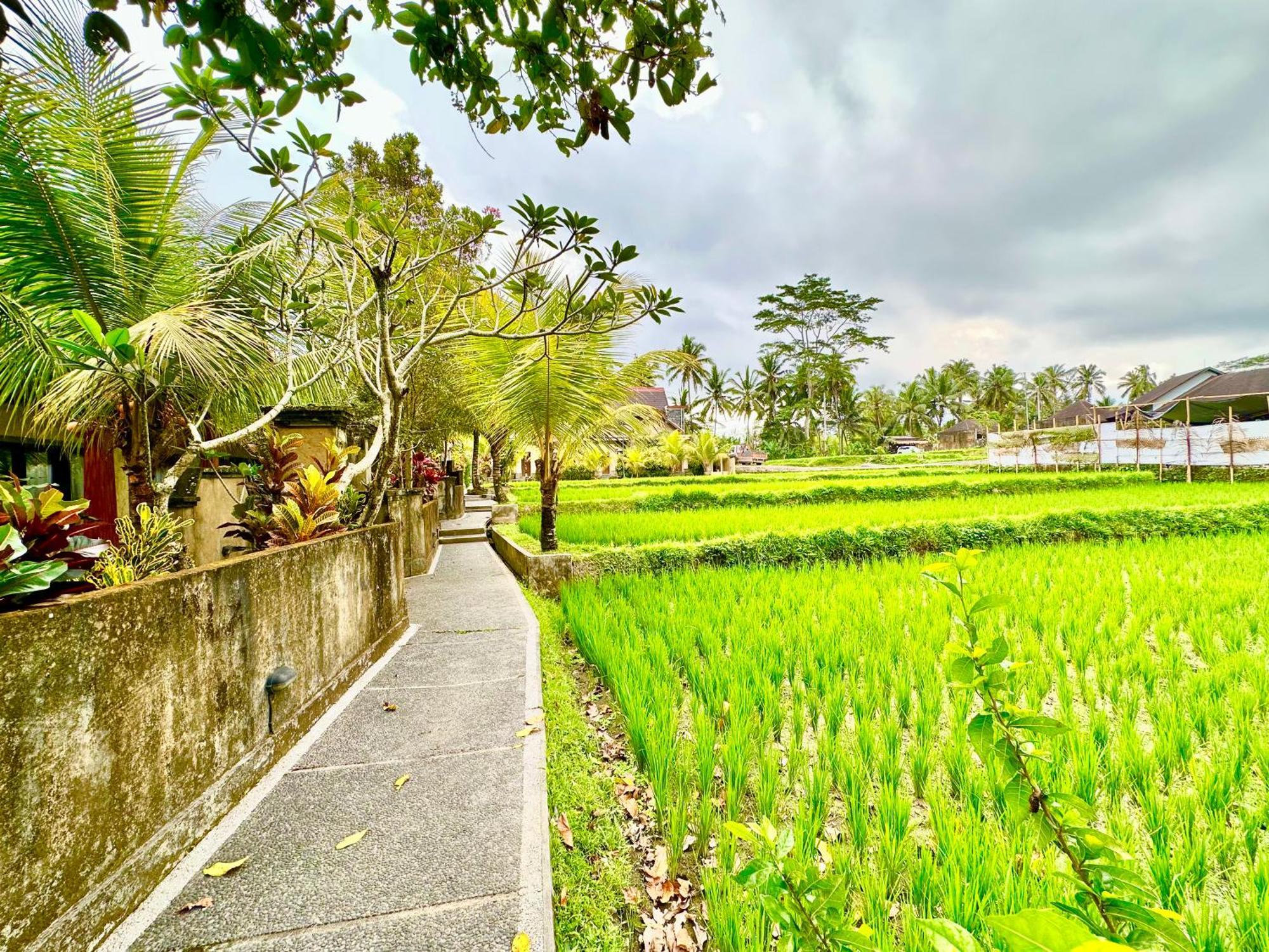 Dupa Ubud מראה חיצוני תמונה